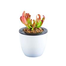 天降2.15元 捕蝇草盆栽苗猪笼草植物
