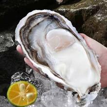 秒杀 顺丰冷链！乳山生蚝 5XL特大号 5.5斤装 （带官方溯源防伪标识、死蚝包赔）
