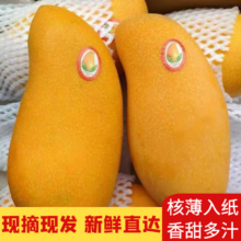 三萌果蔬金煌芒芒果 当季新鲜现摘水仙大芒果新鲜水果整箱送礼 5斤带箱装【实惠尝鲜】 精选中果