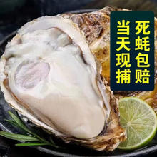 特大号 ！产地直发 乳山生蚝 5XL5.5斤装 （带官方溯源防伪标识、死蚝包赔）