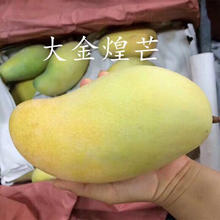 尹福记 正宗海南金煌芒大果新鲜大芒果现摘当季水果整箱 9斤装 净重8-8.5 海南金煌芒
