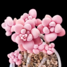 多肉植物盆栽 桃蛋老桩双头5-6cm
