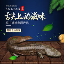 鲵蜂园 活体食用大鲵 秦岭优质娃娃鱼5.5斤一条