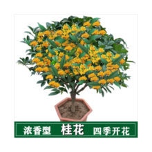 爱惜桂花树盆栽四季开花庭院绿化美观室内外地栽大树浓香型花卉绿植 四季桂 5年苗【开满枝头】