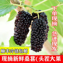 傻鲜森 新鲜桑葚果现摘 净重5斤装