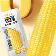 北纬47° 黄糯鲜玉米200g*12穗