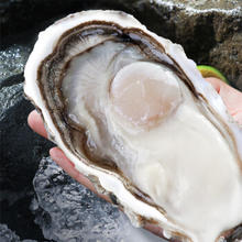 秒杀！正宗 乳山生蚝 5XL特大号 牡蛎 5.5斤装 （带官方溯源防伪标识、死蚝包赔）