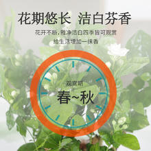 云寒 茉莉花6年苗5棵