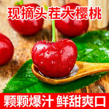 飘香果度 新鲜露天大樱桃国产车厘子水果时令生鲜 带箱5斤