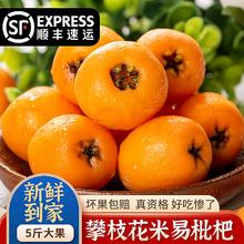 今日特价！米易枇杷 5斤装 特大果（40-50g）+顺丰