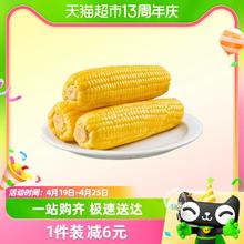 1w单 非转基因东北黄糯玉米220g*8根