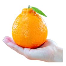 鸣春谷 专属品质果! 正宗蒲江不知火丑橘 4.5斤特大果