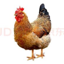 京东百亿补贴:温氏供港老母鸡1.2kg 散养富硒老母鸡 冷冻 走地鸡500天月子鸡汤