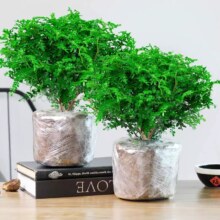 正宗清香胡椒木盆栽 驱蚊草植物树苗老桩盆景九里香绿植