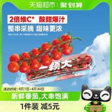 一颗大 串番茄