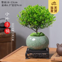 京东百亿补贴：开时果 小叶赤楠盆景摆件 赤楠（哥窑浸墨盆+苔藓+底座）