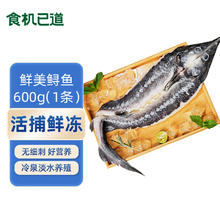 食机已道 冷冻贵州开背鲟鱼400g 1条装 国产淡水鱼 海鲜年货 生鲜鱼类