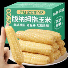 春季热卖！！A级4斤西双版纳拇指小玉米
