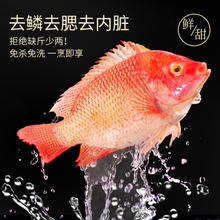 品珍鲜活 三去净膛红星斑 净重450g/条 *2条