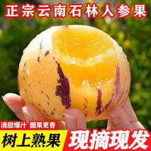 云南正宗树熟人参果 净 重 2.5kg 单果60g+