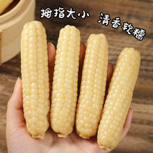 谷园绘 拇指小玉米！！A级4斤西双版纳白拇指香糯小玉米
