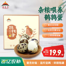 DUFENGNIAN 都丰年 鲜鹌鹑蛋50枚礼盒 宝宝放心吃 火锅食材