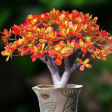 轩林美 贵货多肉 姬红花月(单头小苗4-6cm)