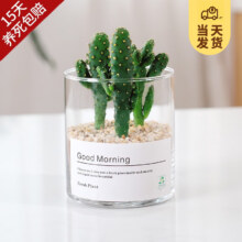 开时果 室内绿植花卉 招财手+黄金沙营养土