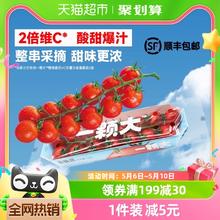 一颗大 串番茄樱桃小西红柿198g*4盒新鲜采摘酸甜