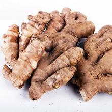 可用签到红包 新鲜小黄姜正宗农家老姜1斤