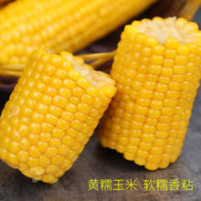 守望金谷 东北甜糯鲜嫩玉米10支 1300g （单130-170g）