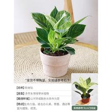 海蒂的花园 室内盆栽植物 铂金钻9cm盆栽苗