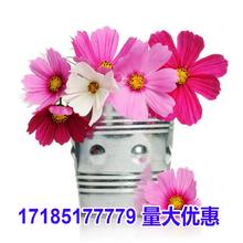 送俩包肥料 花组合花种子菊花太阳花1000粒