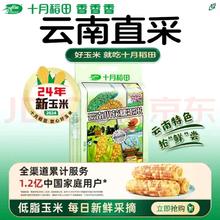 十月稻田 云南小花糯玉米1.5kg