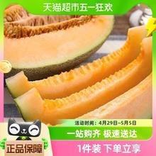 喵满分 4-5斤装海南晓蜜哈密瓜现摘应季新鲜水果瓜