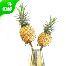plus会员立减:京鲜生 动感光菠水培菠萝可食用 3支装 单支500g起40-60cm长度 源头直发