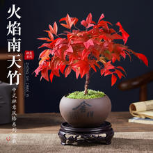 爱你一万年 火焰南天竹盆栽观叶小盆景好养易活耐寒绿植书房茶桌禅意微景观
