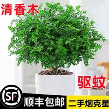 狄古 正宗清香胡椒木盆栽