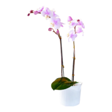 京东百亿补贴：临雅 蝴蝶兰 真鲜花 粉色系-2花箭+白塑料盆+吊牌