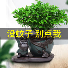 林之林 清香胡椒木盆栽花卉室内外驱蚊草植物茉莉花栀子花四季好养活