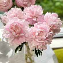 京东鲜花 山东重瓣芍药随机色10枝
