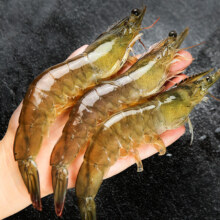 PLus会员:仁豪水产 厄瓜多尔白虾1.5kg净重 加大号 规格30/40 烧烤冻虾 只只分离