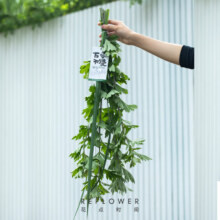Reflower 花点时间 端午节礼物艾草菖蒲花束倒挂艾叶门挂装饰