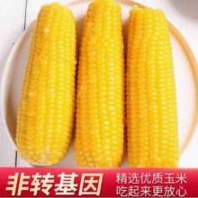 吉林省农投旗下品牌，农投康良 东北黄糯玉米 8棒 1700g