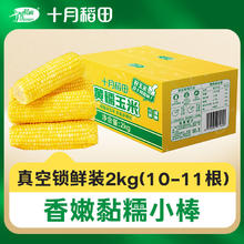 百亿补贴：十月稻田 黄糯玉米小棒2kg箱装东北粘玉米小棒软糯香甜真空10-11根