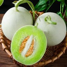 新鲜冰激凌玉菇甜瓜5斤