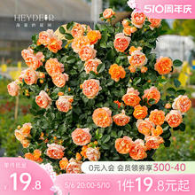 海蒂的花园 月季花苗盆栽玫瑰花果汁阳台花卉阳台爬藤本植物