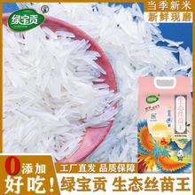 绿宝贡 现磨现发煮饭软糯长粒香大米丝苗王500g*1袋（1斤）