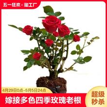 嫁接多色四季玫瑰老根老桩四季开花月季花苗室内阳台盆栽大花浓香