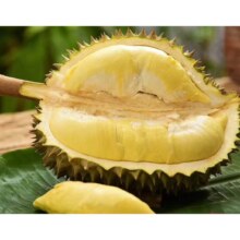 plus会员：绿鲜森  泰国进口金枕头榴莲4-5斤（2个装单果3-4房）